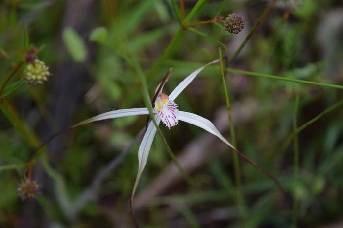 Caladenia - Orchid-spider-0007.JPG